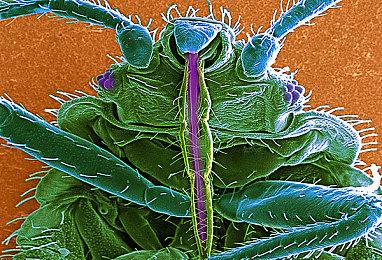 免费吃鸡游戏《吸血鬼：避世血猎》演示曝光